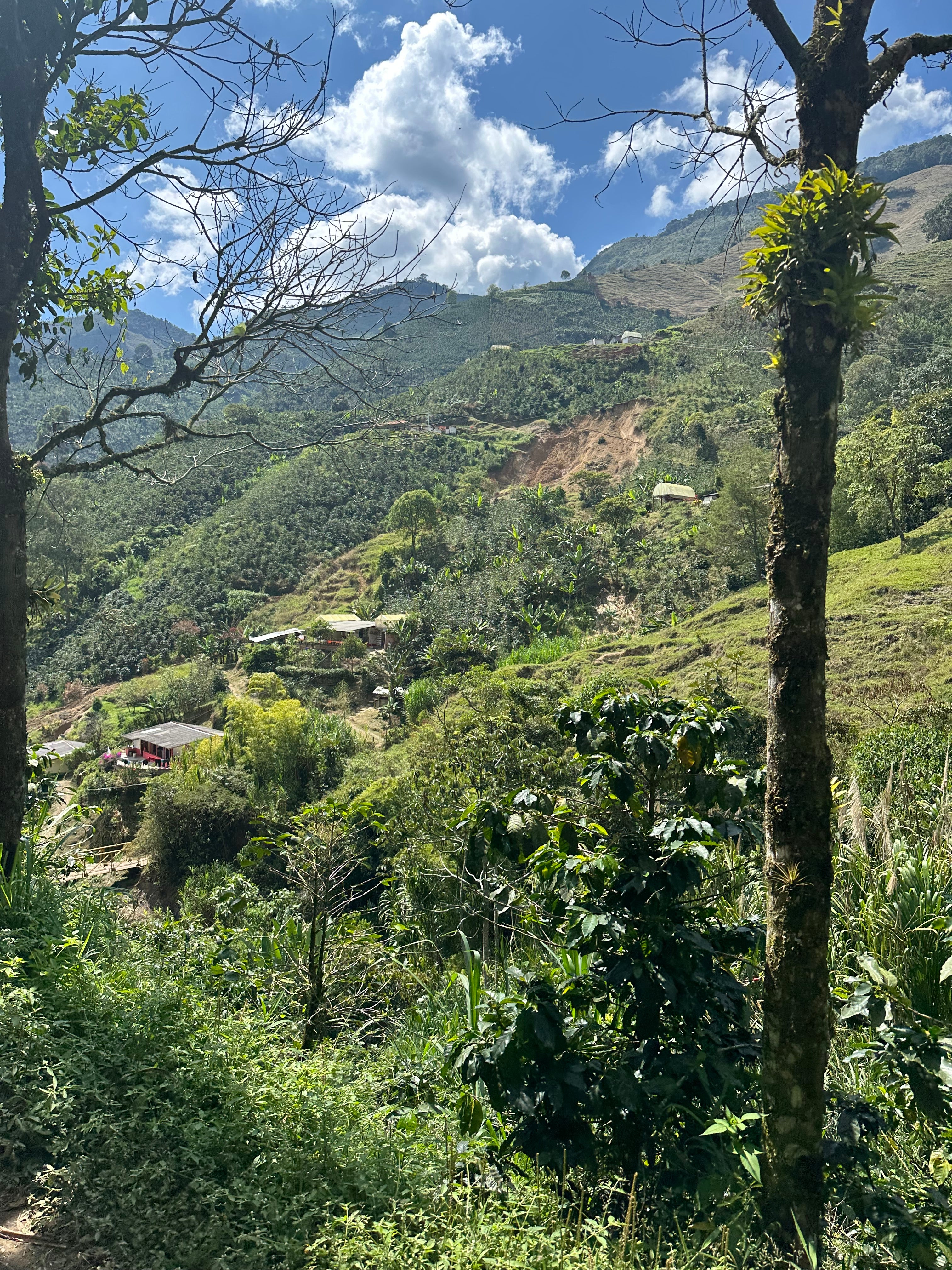 Colombian Bold as Gold