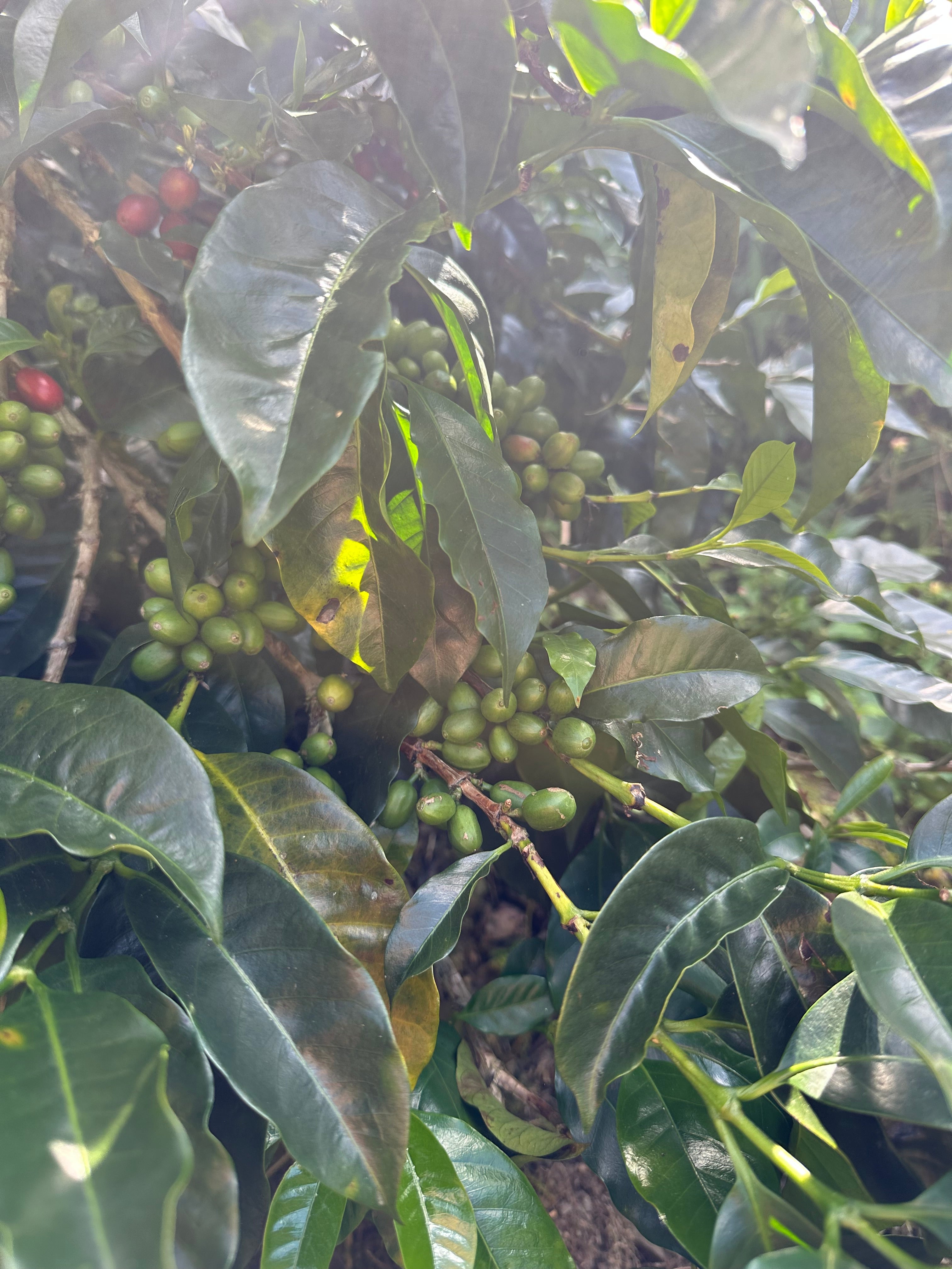 Black Pearls - Dark Roast