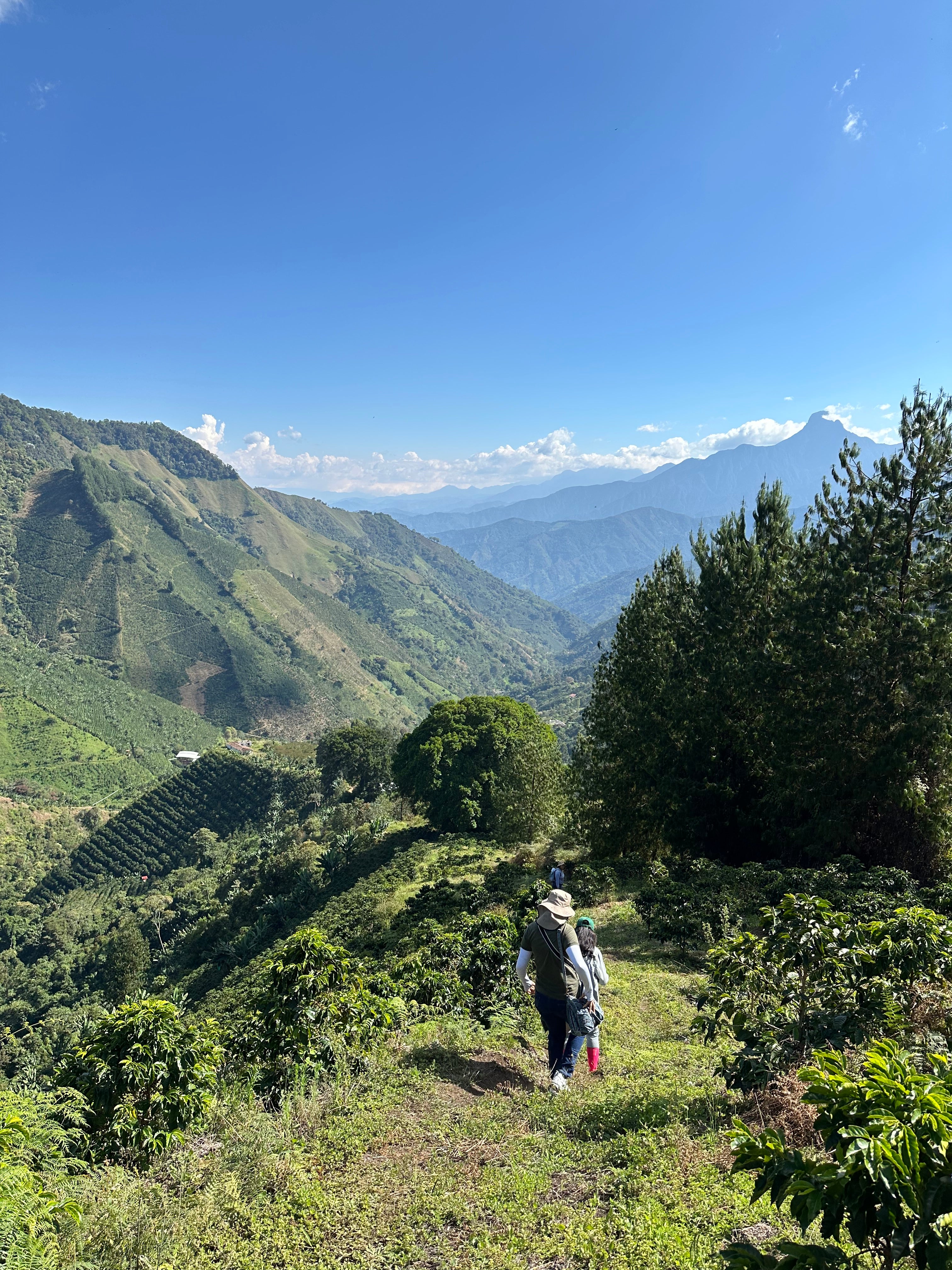 Colombian Bold as Gold