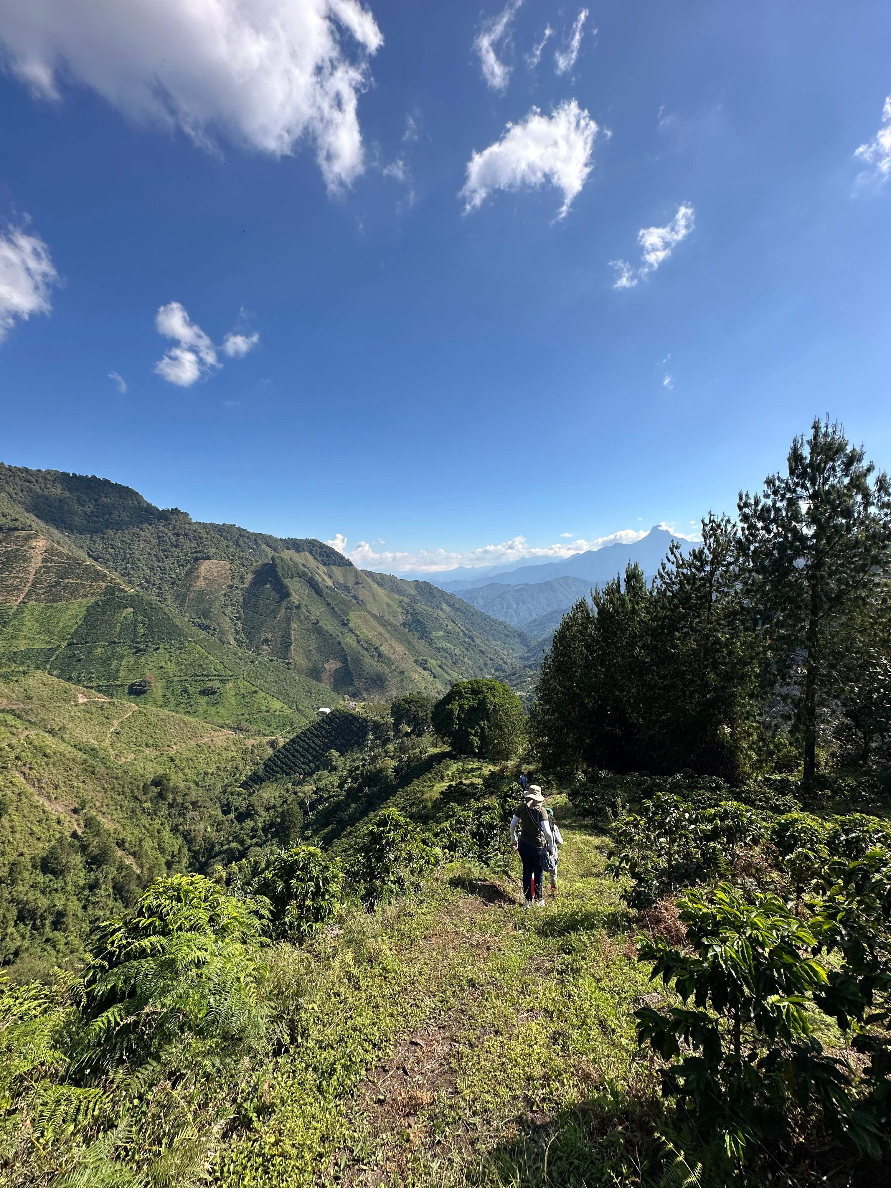 Piloncillo Colombiano