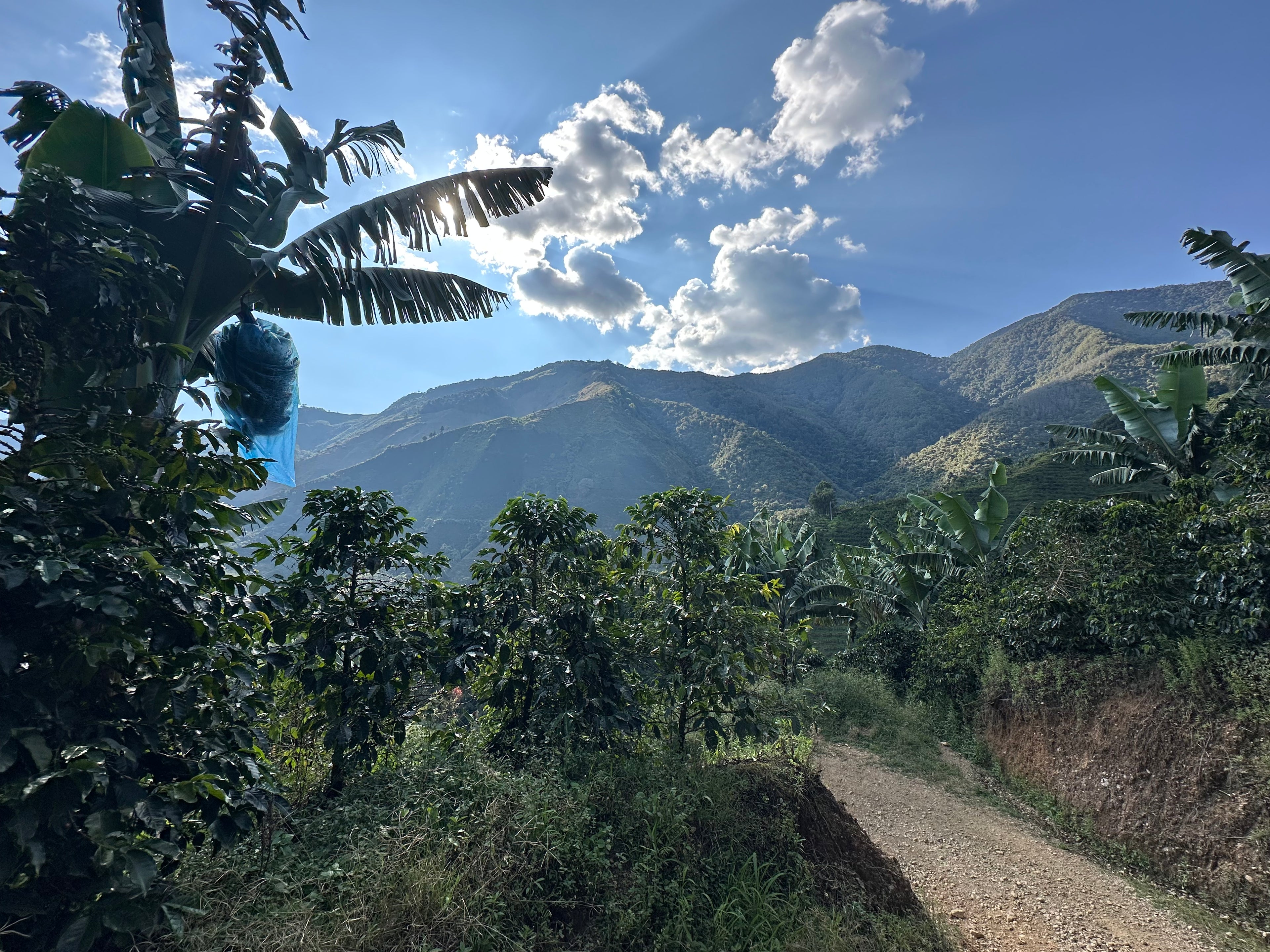 Colombian Bold as Gold