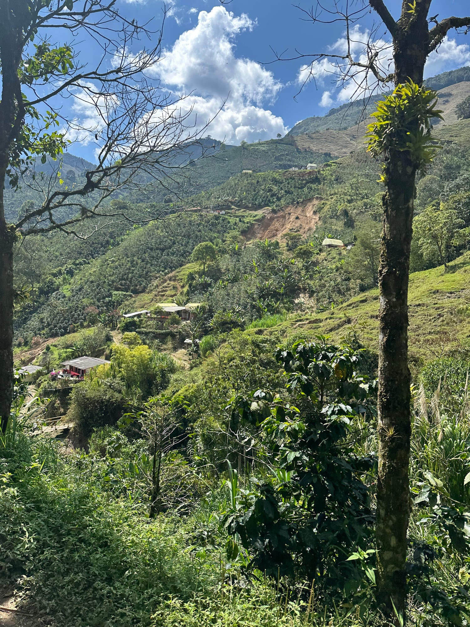 Colombian Bold as Gold