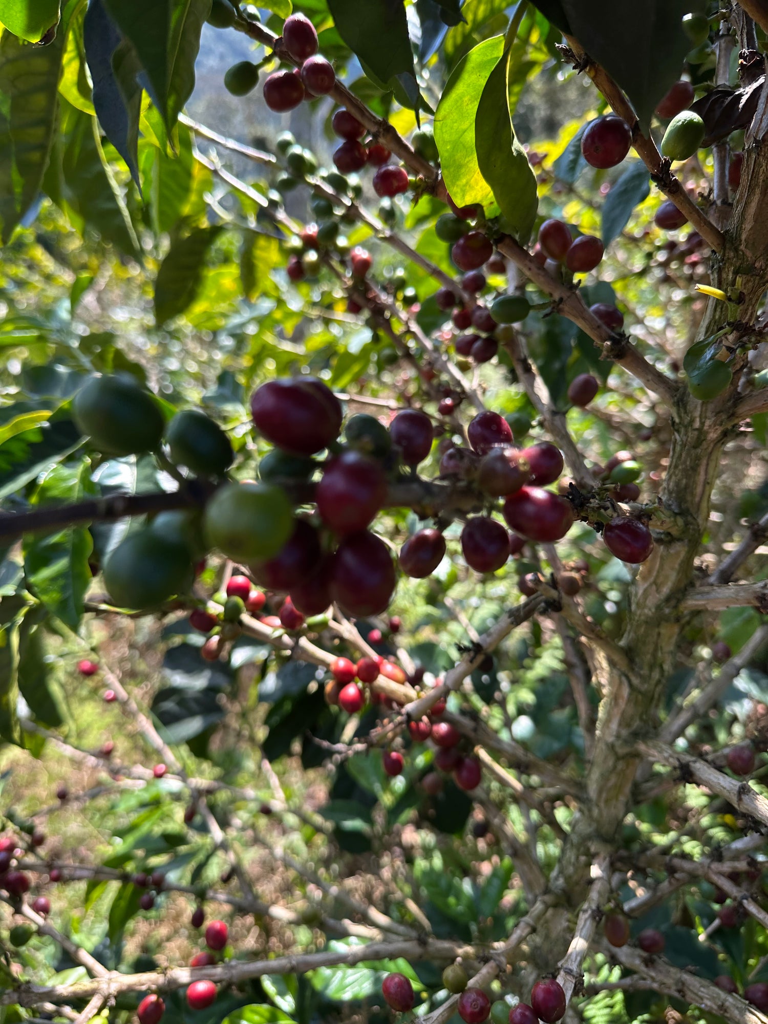 Colombian Bold as Gold