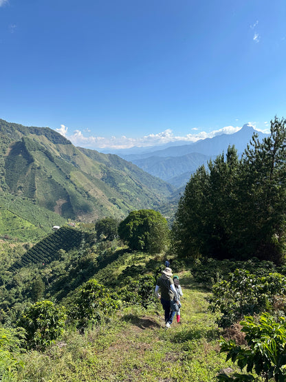 Colombian Bold as Gold