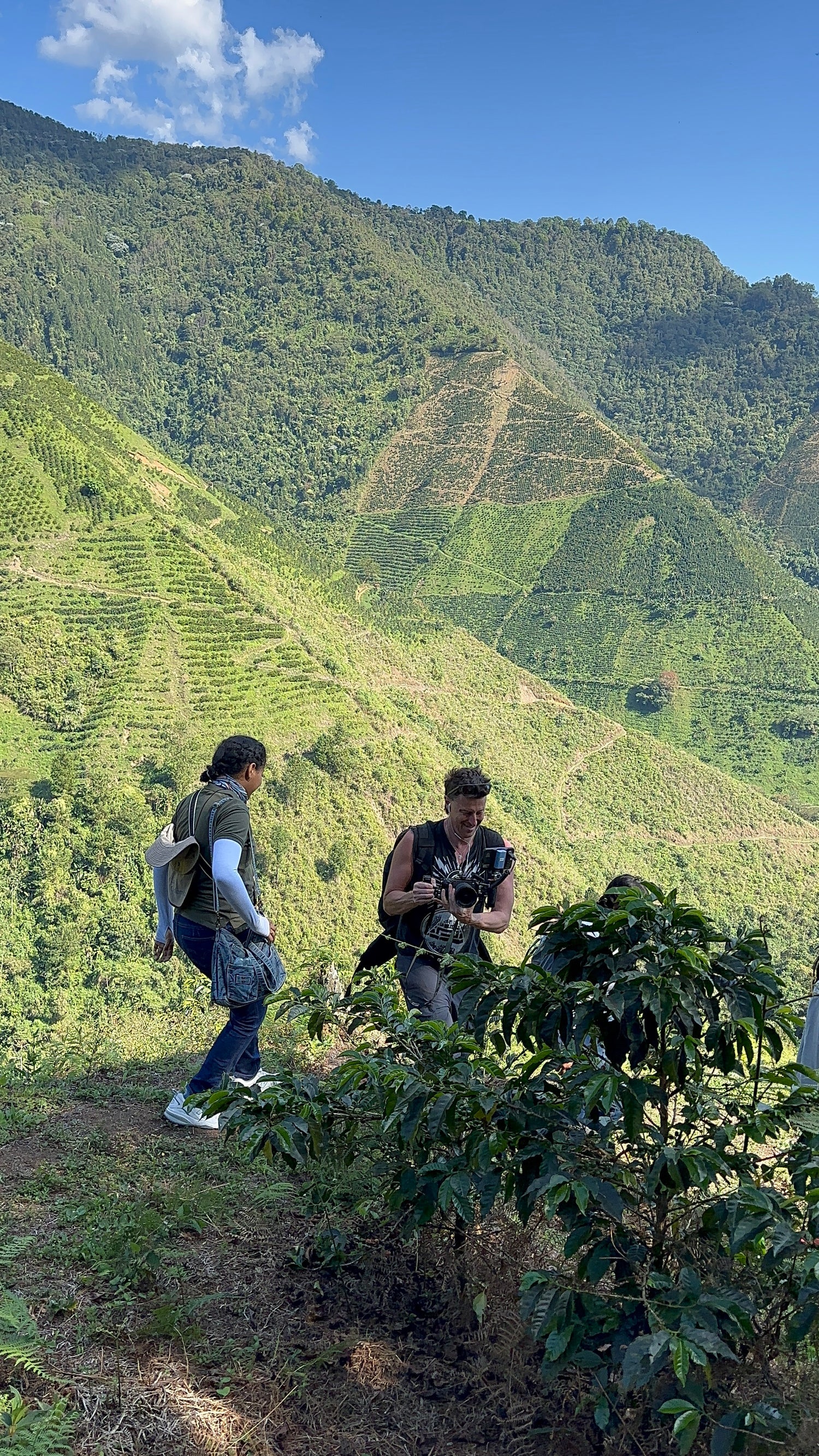Colombian Bold as Gold